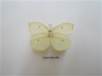 藏品(圓翅鉤粉蝶)的圖片